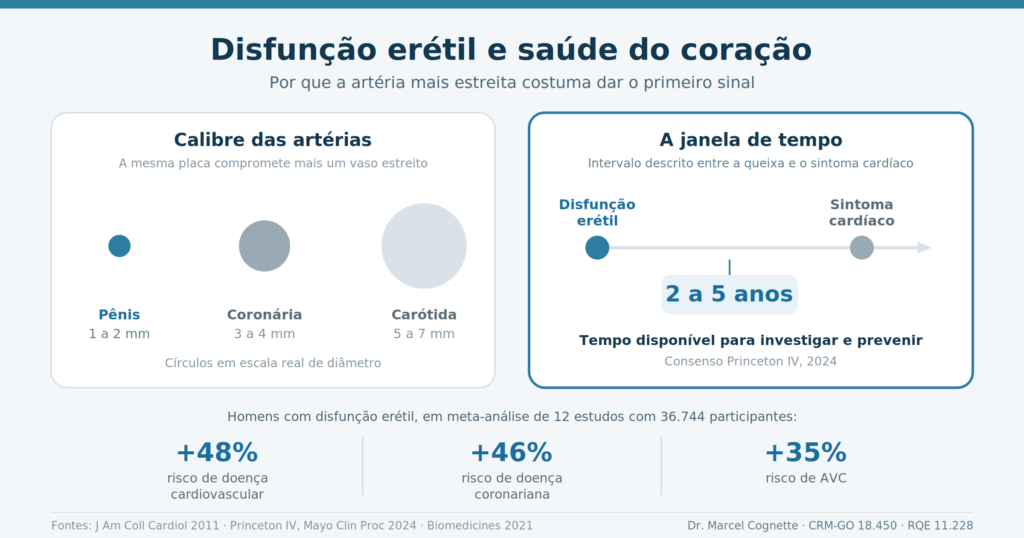 Infográfico comparando o diâmetro das artérias do pênis (1 a 2 mm), coronárias (3 a 4 mm) e carótidas (5 a 7 mm) e a janela de 2 a 5 anos entre a disfunção erétil e o sintoma cardíaco